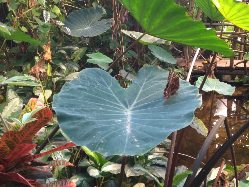 斯德哥爾摩蝴蝶園